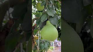 The grapefruit tree in the yard is full of fruits院子里的柚子树结满了柚子#shorts