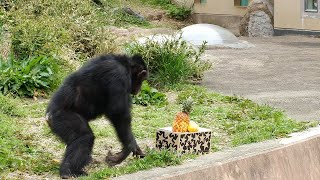 リョウマ 10歳の誕生会（Ryoma's 10th birthday party）　かみね動物園　チンパンジー　202204