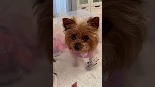 Mishka is feeling better ! Thank you all ! ❤️🙏🏼#shorts #dog #viral #yorkie #shortvideo #dogshorts