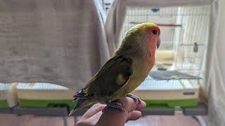 お迎え465日目 コザクラインコのカタリナ day456 Catalina of Rosy Lovebird