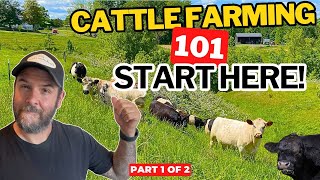 Cattle Farming 101: A Beginner’s Guide to Raising Cattle (Part 1)