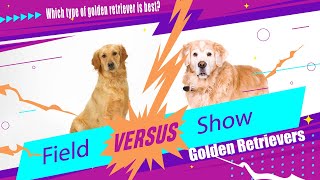 What is the difference between a field and a show golden retriever?#goldenretriever #puppies