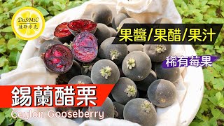 【稀有莓果】錫蘭醋栗。果醬/果醋/果汁  | How to Use Ceylon Gooseberry  | Recipes