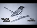 How to draw a Magpie-Robin ||