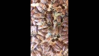 นางพญาผึ้งกำลังออกไข่ queen bee laying eggs