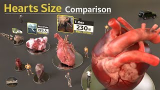 Heart Size Comparison 2022 | Animal size | Monster Heart Size @databall