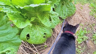 黒猫と植えた野菜がとんでもない事になっていた。。