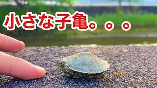 過酷な未来が待っているカメの赤ちゃんを捕まえました。