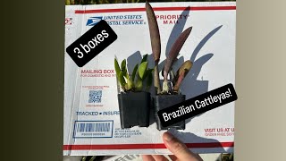 Unboxing Brazilian Imports