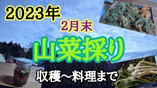 【山菜採り】2023年！第二弾☆春を探しに。