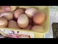 folluklardan yumurta toplama daily chicken egg collecting