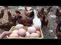 folluklardan yumurta toplama daily chicken egg collecting