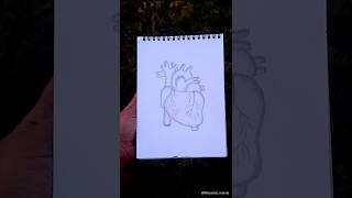 Heart diagram🫀#song #art #trending #shortsvideo ❤️