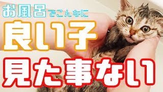 【保護猫】子猫入浴【子猫保護計画_Part5】