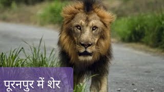 पीलीभीत पूरनपुर के पकरिया बाबा स्थान के पास शेर दिखा # (Ak vlogger pilibhit )