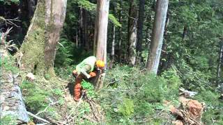 Falling an Alaskan Yellow Cedar snag onto a pop can.  POW Island Alaska 2011