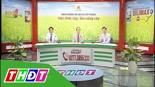 Cứng cây, chắc hạt | Tư vấn khuyến nông - 10/02/2018 | THDT