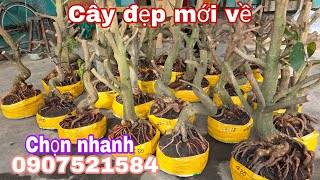 Phôi mai bonsai dáng đẹp đế đẹp 20/2.Bảo0907521584#Bảo Mai Vàng Chợ Gạo