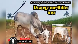 सिद्धापूर खाणीचा वाघ | नायकु भोसले मामा यांच्या दावणीचा खोंड | खाणीचा रुबाब😍💪