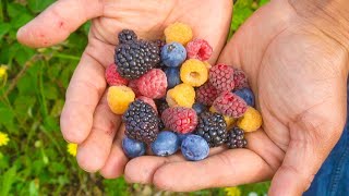 9 Types of Berries You Must Grow in Your Backyard