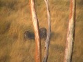 epic battle fallow deer rut 2012