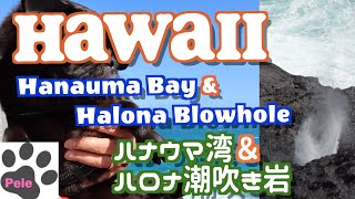 【犬連れハワイ】ハナウマ湾とハロナ潮吹き岩にペレも降り立つ［#138］