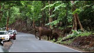 അതിരപ്പിള്ളി വെള്ളച്ചാട്ടം കാണാനെത്തിയ കാടിന്റെ മക്കൾ...