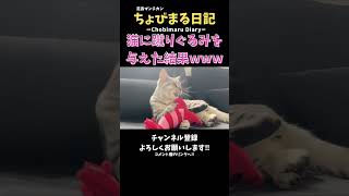 【初見】猫に蹴りぐるみを与えてみたら想像以上だった...笑