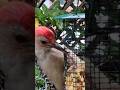 Red-bellied Woodpecker's Very Long Tounge #wildbirdlife #nature #woodpecker #shorts