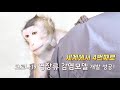 연구원이 궁금해 코로나19 백신·치료제 개발 한국생명공학연구원이 앞당기겠습니다