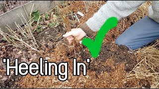 'Heeling In' - Handling Trees and Cuttings in Winter!