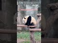 时间如白驹过隙，转眼孩子就长大了，会吃竹叶了！ panda 大熊貓