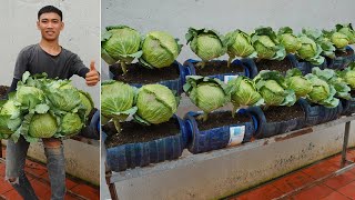 Do you like this cabbage garden? Just apply this method, you can grow cabbage at home