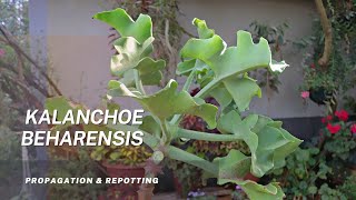 Kalanchoe Beharensis - Learn to propagate this tree-like succulent.