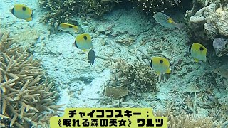 ４ｋ 「イッテンチョウチョウウオ」「Teardrop butterflyfish」【4k 水中 UNDERWATER GoPro9】【宮古島　海　サンゴ　魚　シュノーケリング　水族館　観光】