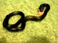 Mexican Black King Snake Eating pinky