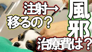 【チワワ多頭飼い】子犬がケンネルコフ（風邪）にかかると診療費は？移るの？