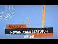 Hewan bertubuh besar di habitatnya || #bango_big#duniahewan #trending