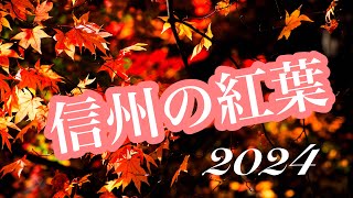 信州 伊那谷の紅葉2024.11.21