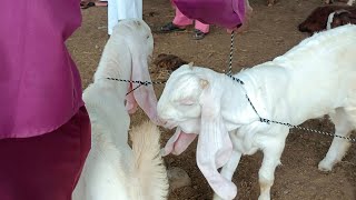 Dewas Bakra Mandi 3 October 2024 Live update