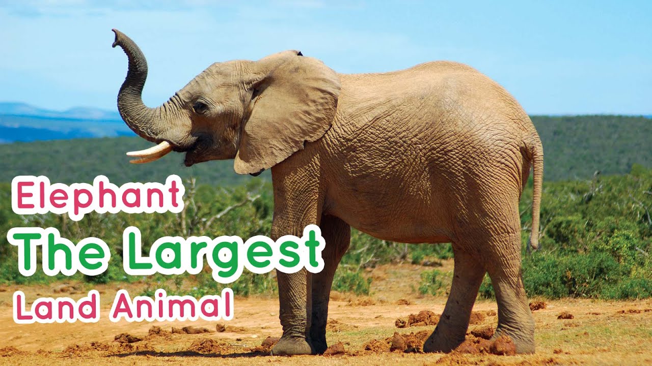 【Did You Know】Elephant - The Largest Land Animal - YouTube