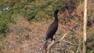 羽を休めているカワウ 善福寺公園 Japan 2013 Tokyo Cormorants is sitting on a branch