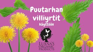 Puutarhan villiyrtit käyttöön - voikukka, nokkonen, vadelma, siankärsämö ja piharatamo