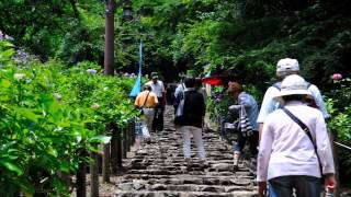 梅雨の晴れ間に  　栃木市太平山のあじさい坂