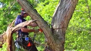 STIHL Arborist at Work  Mark Chisholm