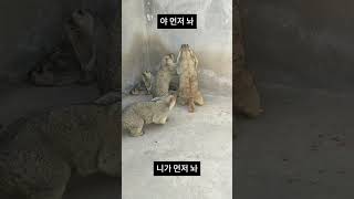 멱살잡이 중인 프레리독들, 과연 누가 이길까?🐾 Prairie Dogs in a Serious Fight!🐾