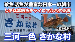 【三河一色さかな村 珍魚, 活魚が豊富な日本一の朝市 レアな高級魚チャイロマルハタ登場】あばお 海鮮ちゃんねる #118 2023.09.24