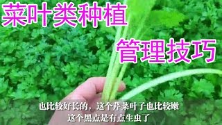 芹菜种植有方法，农村创业小伙分享大棚种植菜叶类经验和管理技巧【付老师种植技术团队】