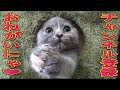 【猫好き】まるお似？みんな一緒！（ミヌエット）《funny cats》