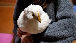 【60代からの田舎暮らし】#37 寝る子は育つ!レモンときなこの可愛い寝姿です♡ | The way my chickens sleep is very cute!